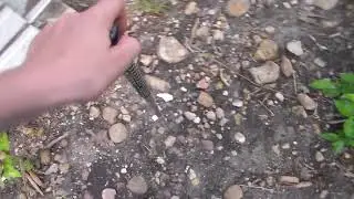 A The Is The World Longest Straw Is Lizard?