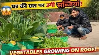 House Roof Gardening 🌱 | छत पर सब्ज़ी उगाने का कमाल तरीका| home kitchen garden 