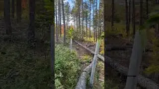 Last of the red pine from the edge of UMFK's American chestnut germplasm conservation orchard