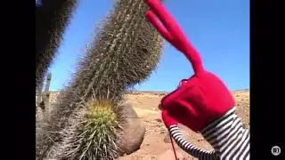 PUPPET CACTUS MEME