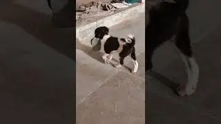 True friends love dog ❣️#Respect#Inspirational#Motivational#dog#shorts