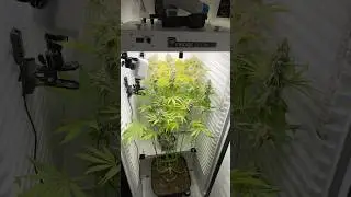 DAY 77 - Permanent Marker 🥦 Fridge grow 2.0 #indoorgrowing #cannabisgrower #fridgegrow