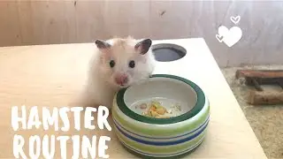 Meine Hamster Routine | Sommeredition | Teddyhamster Alltag