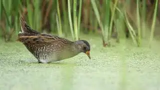 Spotted crake feeding