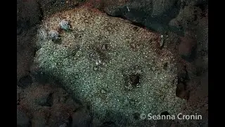 Largetooth Flounder - Pseudorhombus arsius