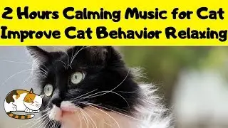 2 Hours Calming Music for Cat - Improve Cat Behavior with Relaxing Music