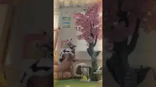 Ferret dancing