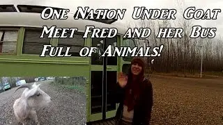 Meet Fred and Her Bus Full of Animals - School Bus Conversion