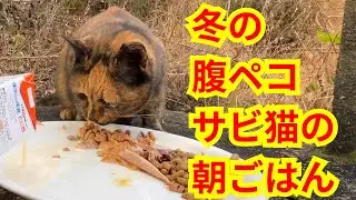 腹ペコなサビ猫が前いた場所でご飯を食べる
