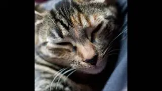 Cat Purring ASMR - Most Relaxing Contents