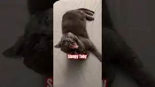 ‼️Sleepy head #meow #reels #cat #adorable #cute #shorts #highlights #fyp