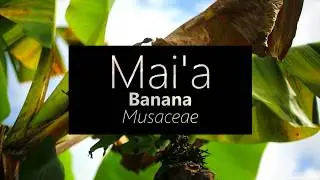 Maiʻa (Banana) Musa &times; paradisiaca