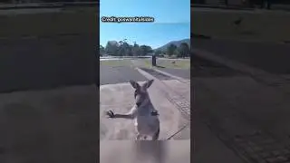 Kangaroo fights skydiver! 🦘 #kangaroo