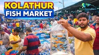 🔥Kolathur Fish Market Chennai 🐟 | Live Fish Price & Crowd | Chennai Kolathur Fish Market | Live Fish