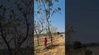Removing Loranthus parasites from plants | Banda Removal #agro #organicfarming #banda #loranthus