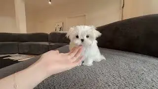 Shy Little Horse ( )#Maltese#Cute puppy#Diary of a Little Dog#Cute pets#Stupid little dog