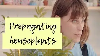 How do I grow a plant from cuttings, offsets and division? 🌿 🌱