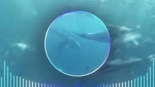 【 Study Sleep Vibe Relax 】Dolphin-esque - Godmode 【1hour loop BGM】