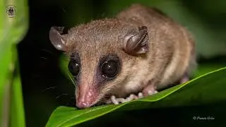 Guyane 2017 épisode 3