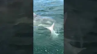 Biggest hammerhead ever? 🔨🦈TwoConchs with Hammer Time!