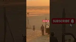 Desert Guardian: The Donkey That Faced a Lion #security  #animals  #cctv #viral  🦁🐴🔥