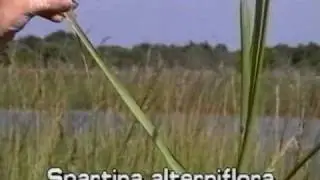 гладкая корковица / солончаковая трава (Spartina alterniflora)