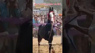 #dansar #horse #jabardast #dans #pushkar #mela #camel   #horse #