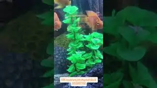 ARK aquarium pet shop karaikudi 9159997700 all type fish tank available