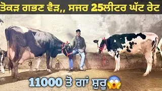 ਜਾਇਜ ਰੇਟ 3 ਗਾਵਾਂ ਵੀਕਾਓ। cows for sale/singh dairy farm/17-1-26