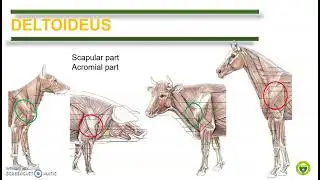 Comparative Anatomy (Muscular System)