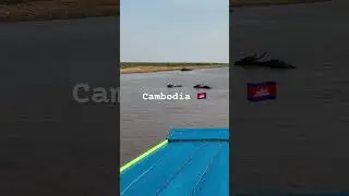 #WaterBuffalo #CambodiaLife #FarmingTraditions #EcoLiving #RiceFields #RuralAsia #AnimalHelpers