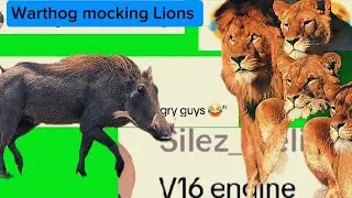 Fearless Warthog mocking  Lions.. 😂😂