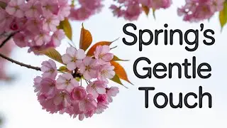 Sakura Flowers BLOOM in Spring with Soothing Music