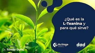 Qué Es La L-Teanina y Para Qué Sirve