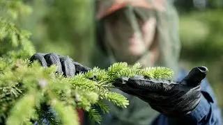 Bio Fichtennnadel Pulver Kr&auml;uter L&ouml;tsch