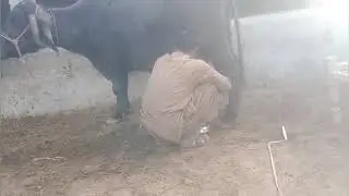 Animals #milking best details video