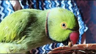 Cute parrot morning talks