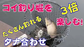 コイ釣り堀「タナ合わせ」でたくさん釣れちゃう