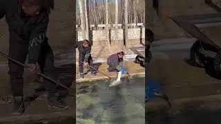 The process of catching sturgeon in breeding ponds