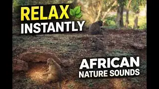 Wild savannah animals!,#relaxing #lions #nature#travel #wildlife #viral #animals #love #cat #fyp