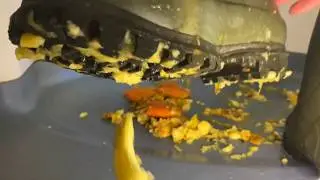 RUBBER BOOTS CRUSHING ORANGES AND APPLES 🍊🍏