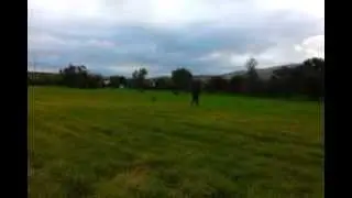''LAŞİN''    Tracking training...