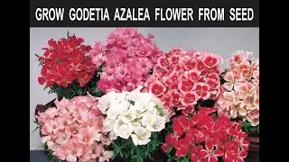 Godetia Azalea Flowers Grow From Seed - Interesting Things