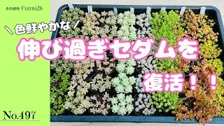 初心者さんOK！伸びすぎセダムを可愛くリセットする植え替えルーティン