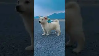 #lovebirds#dog#labdog#cute#trending#shorts#short