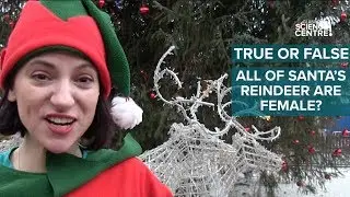 TRUE or FALSE: All of Santa's reindeer are female?