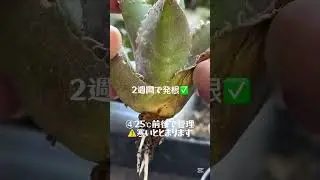 豆豆龍 発根 塊根植物 灌木 多肉植物 アガベ #shorts #agave #観葉植物 #indoorplants #plants #plant #succulent #植物 #cactus
