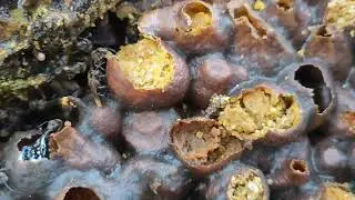 Perbezaan madu dan bee pollen spesis kelulut thoracica