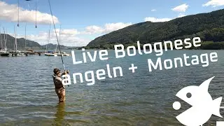 Wie angelt man am besten mit der Lauf Pose an der Bolognese Rute - Fishingprofi