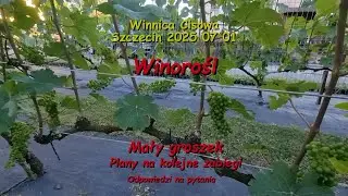 WINOROŚL - Mały groszek (plany na kolejne zabiegi) - Winnica Cisowa 2025 07 01